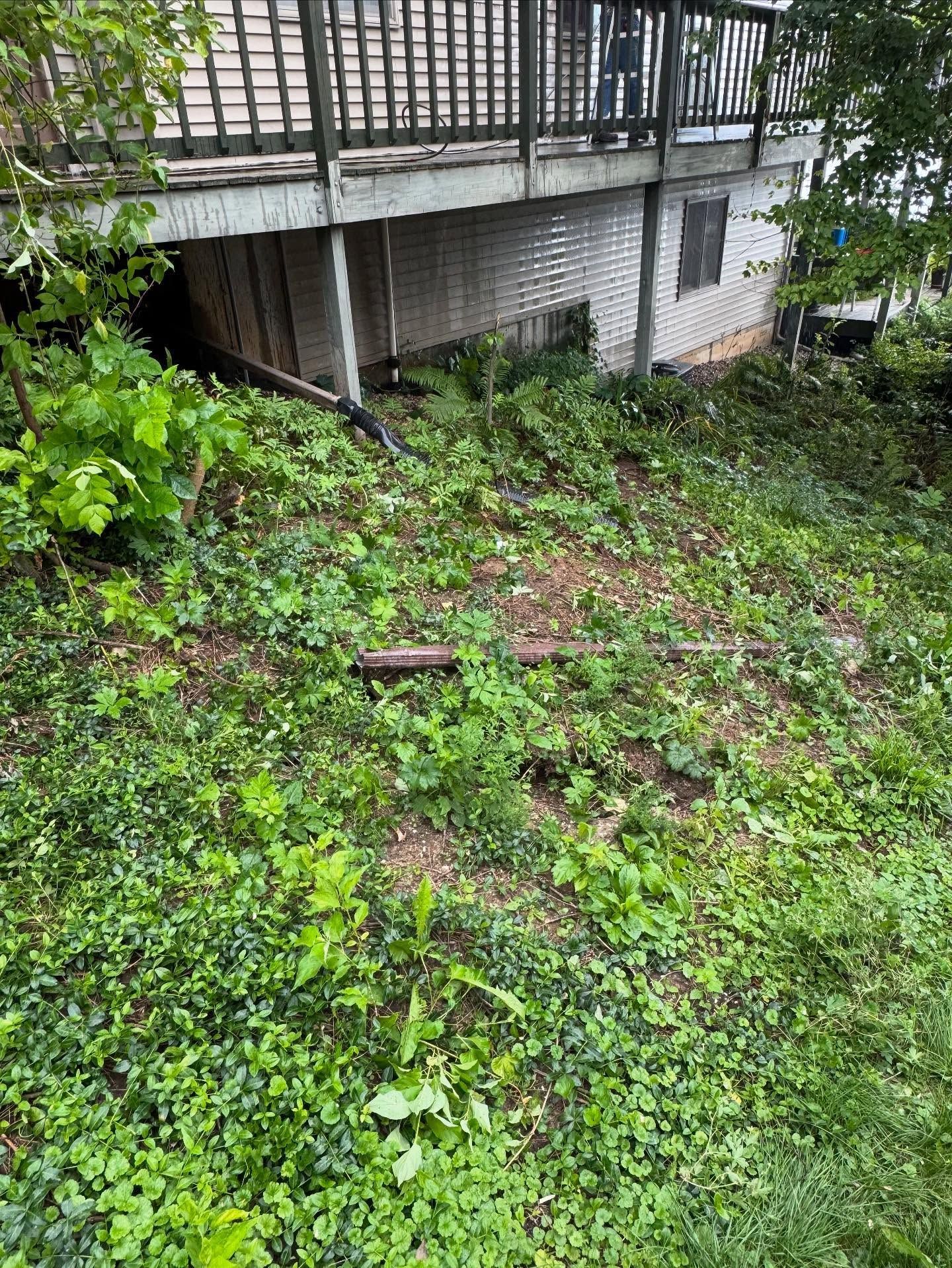 Overgrown green slope beside a house deck and basement wall