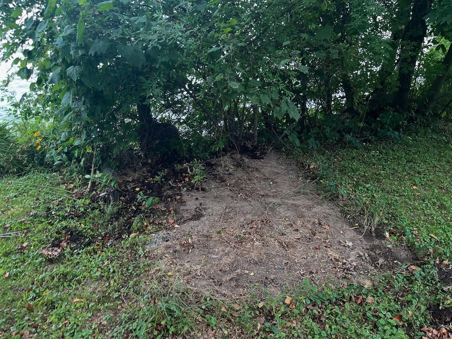 Bare dirt patch in grassy area beneath dense green trees and shrubs