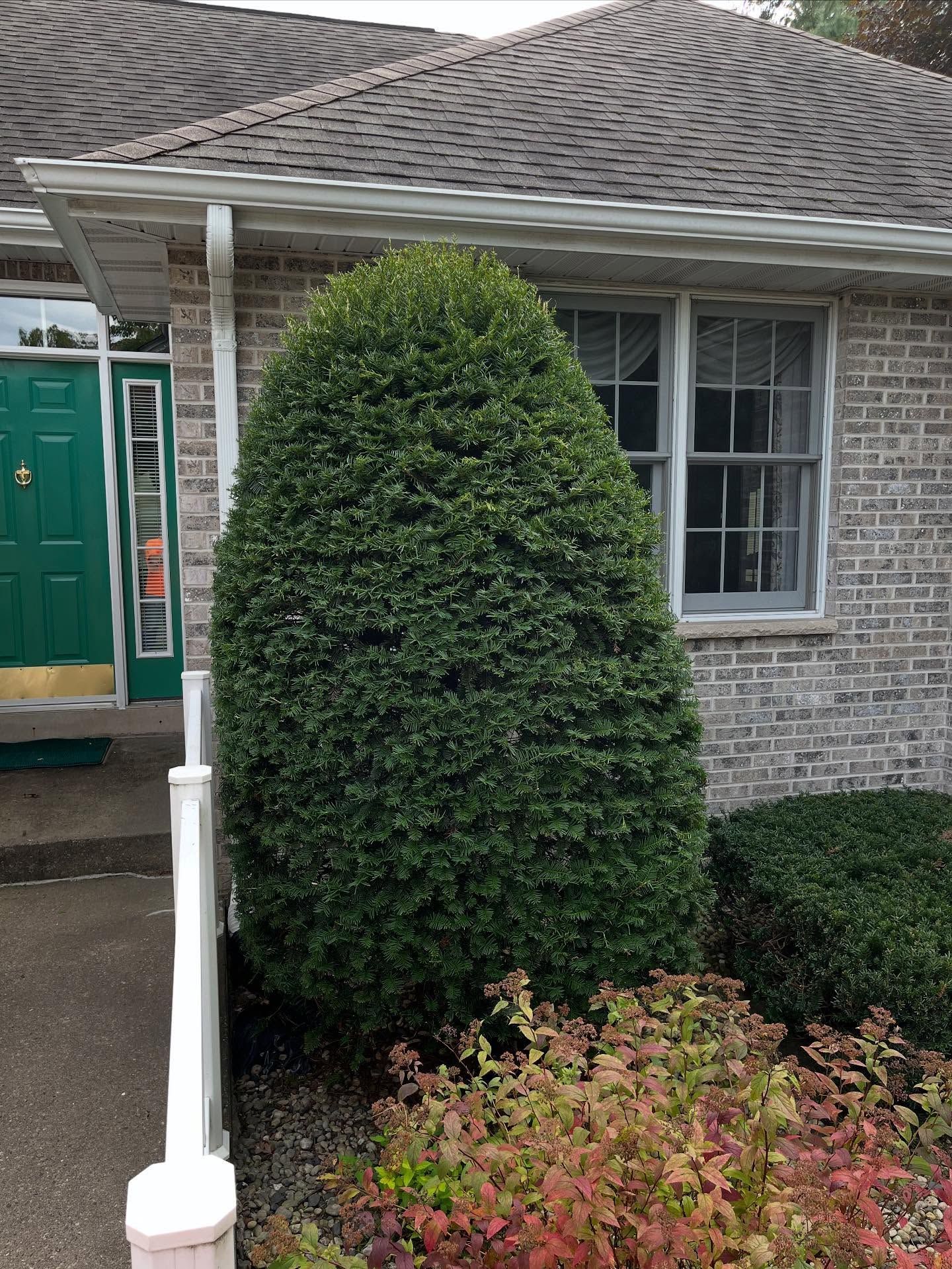 Front of brick house with a trimmed evergreen shrub, flower bed, and green door near the porch