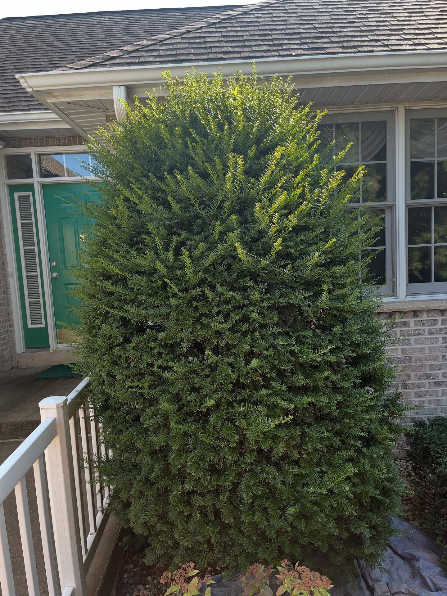 Tall green shrub beside a house porch with white railing and windows