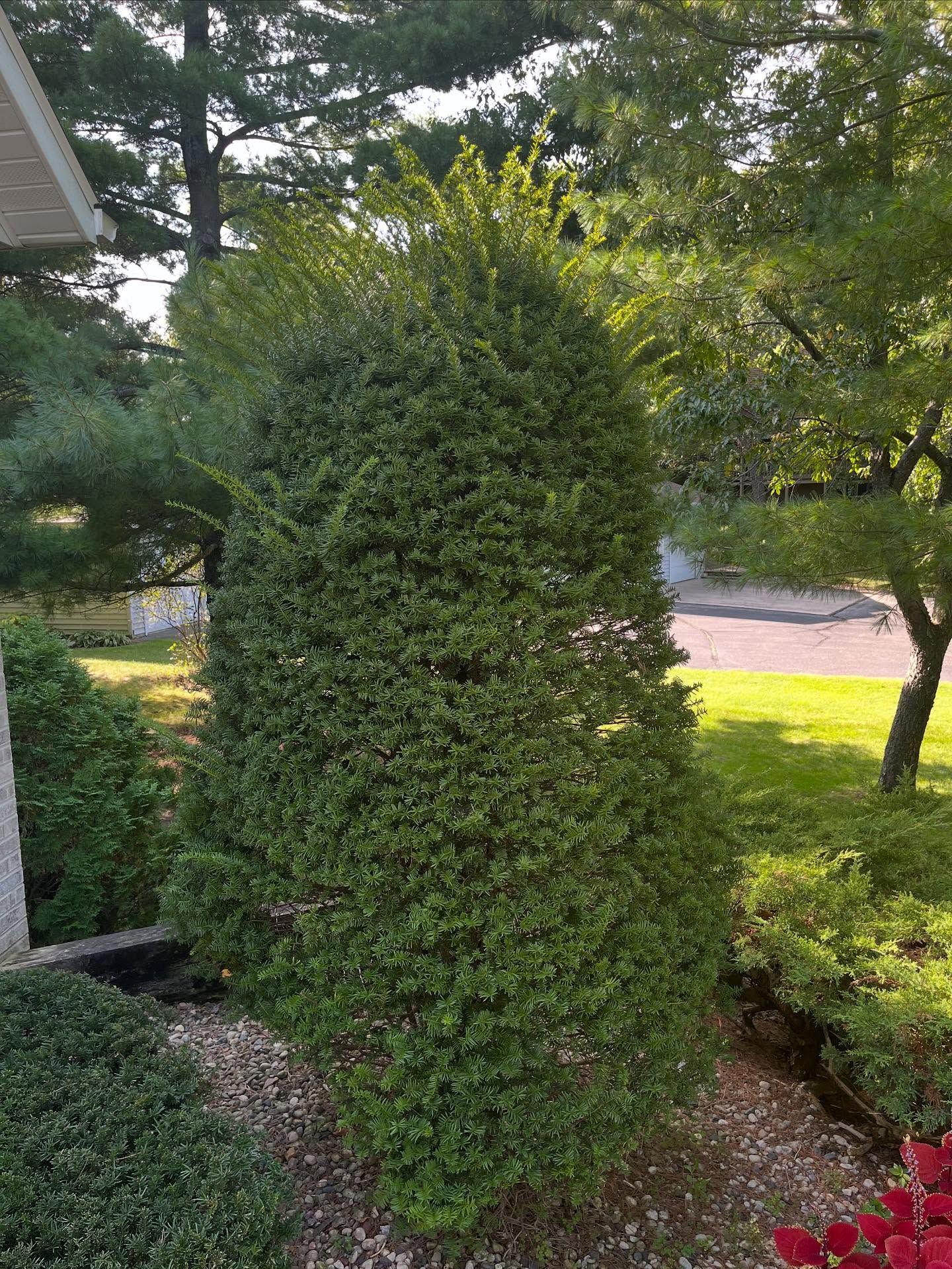Cone-shaped green shrub in a landscaped yard with trees and grass in the background
