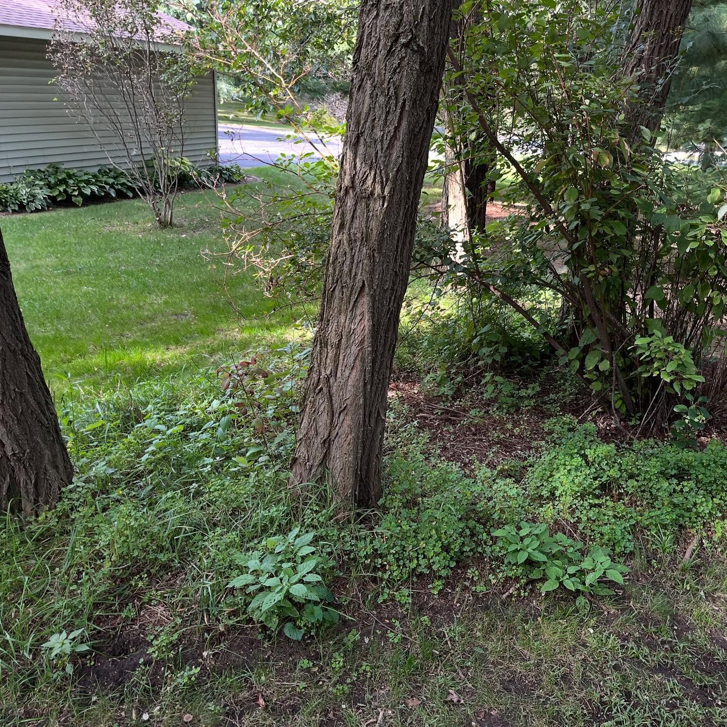 A yard with a tree, grass, and dense shrubs beside a house.