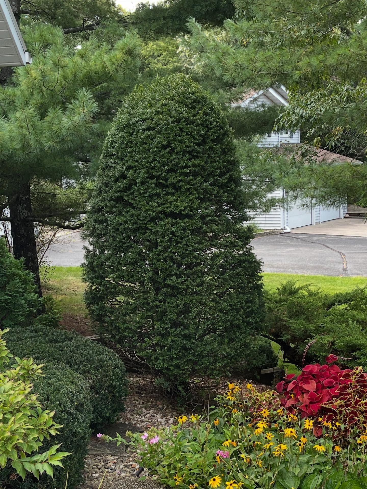 Manicured evergreen shrub in a garden bed with red and yellow flowers beside a driveway