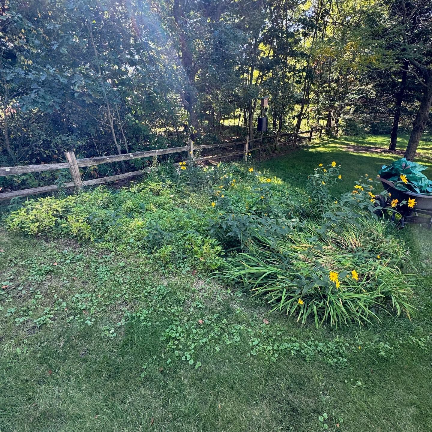 Sunlit garden with green lawn, yellow flowers, trees, and a wheelbarrow near the edge