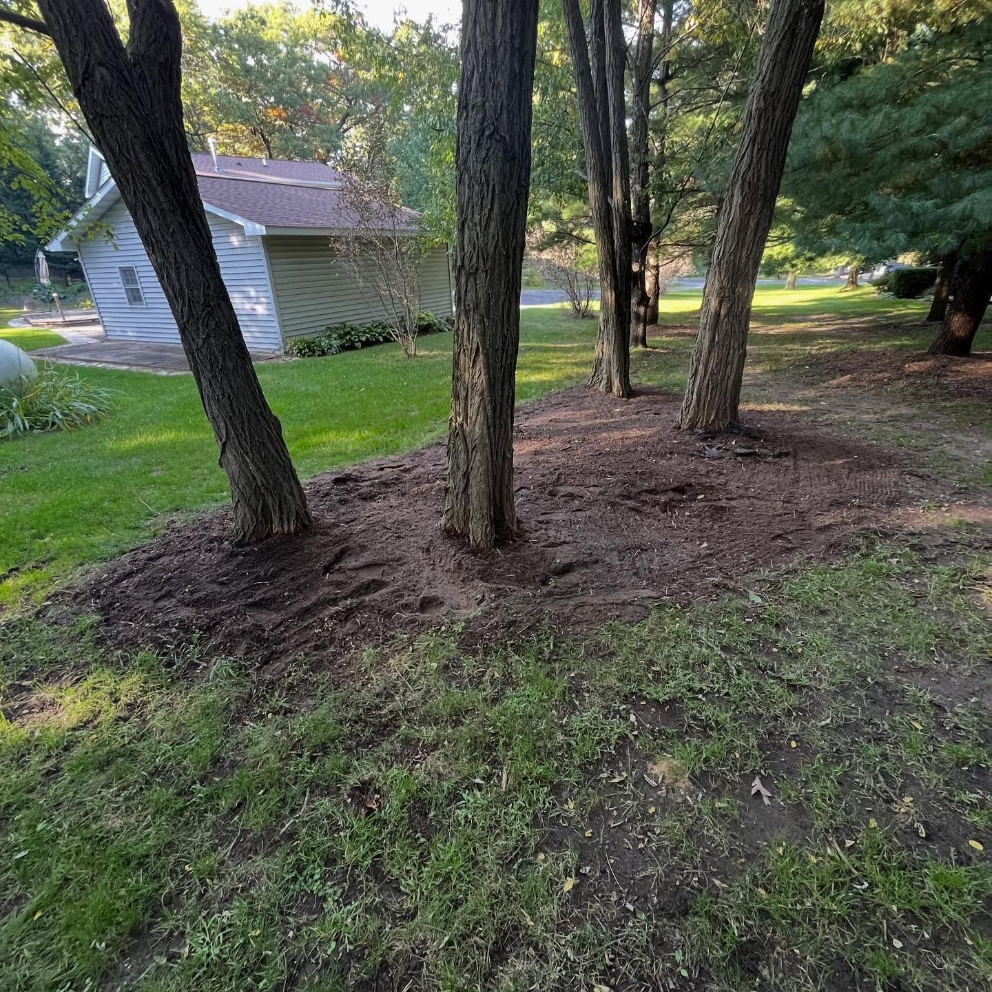 Small trees in a grassy yard beside a gray shed, with a dirt bed and wooded area around them