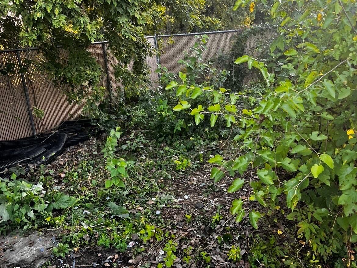 Overgrown backyard with dense green plants, scattered debris, and a black tarp along the left side
