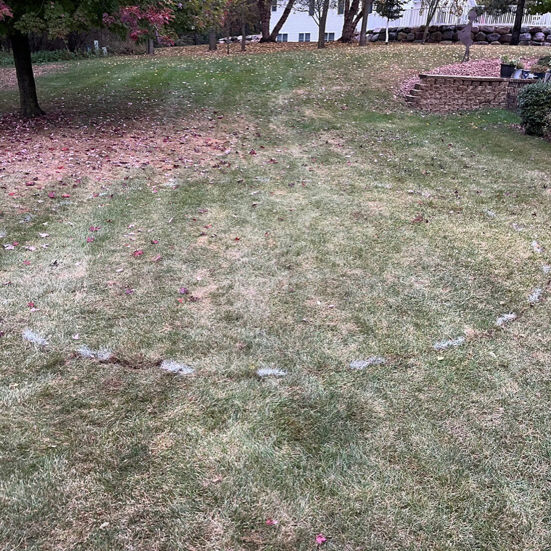 Patchy grassy yard with scattered fallen leaves and a stone path in the background