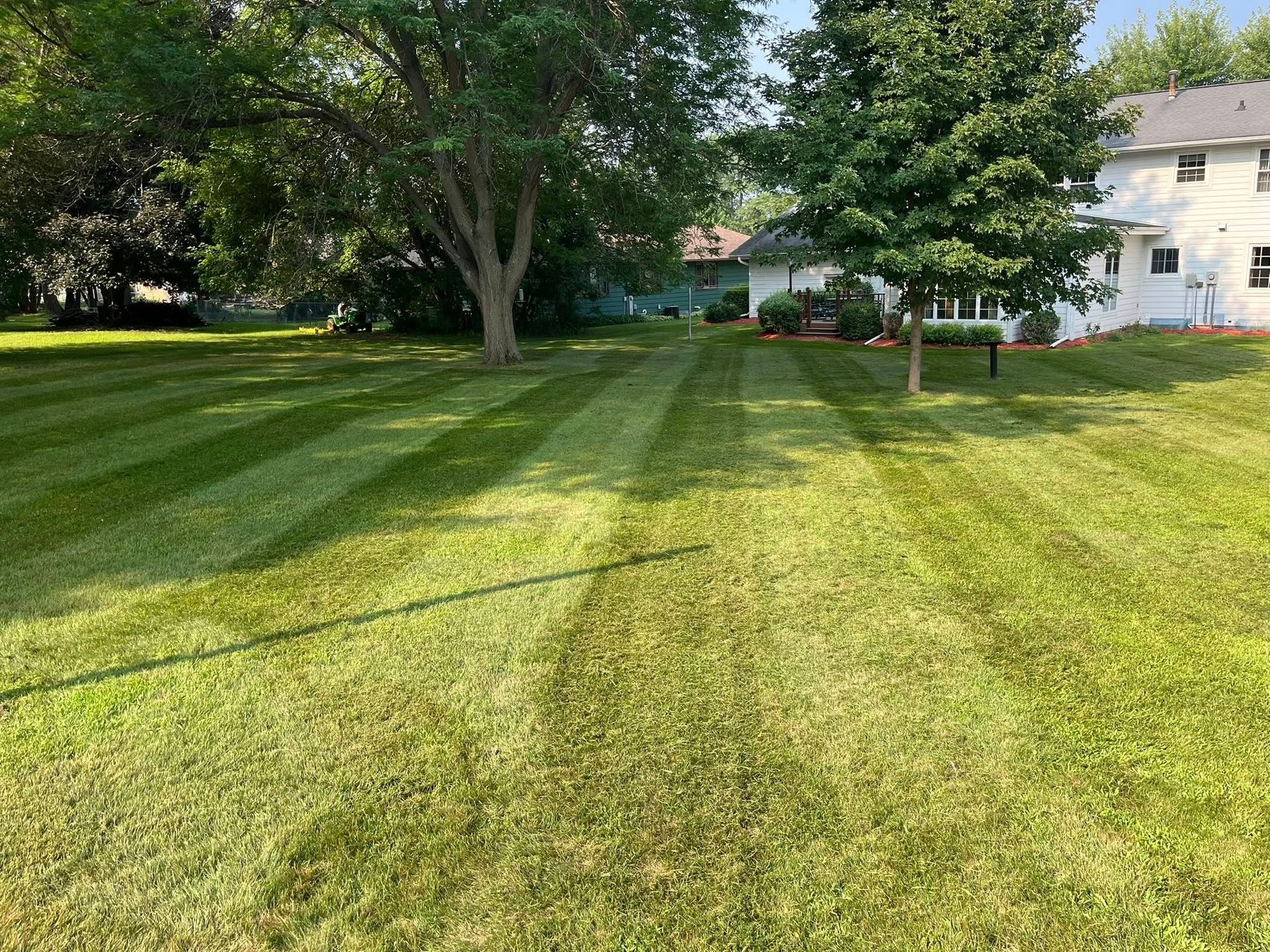 Sunlit grassy yard with large trees and a white house in the background