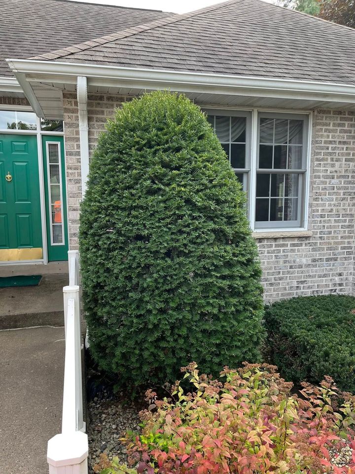Trimmed evergreen shrub beside a white brick house with a green door and window