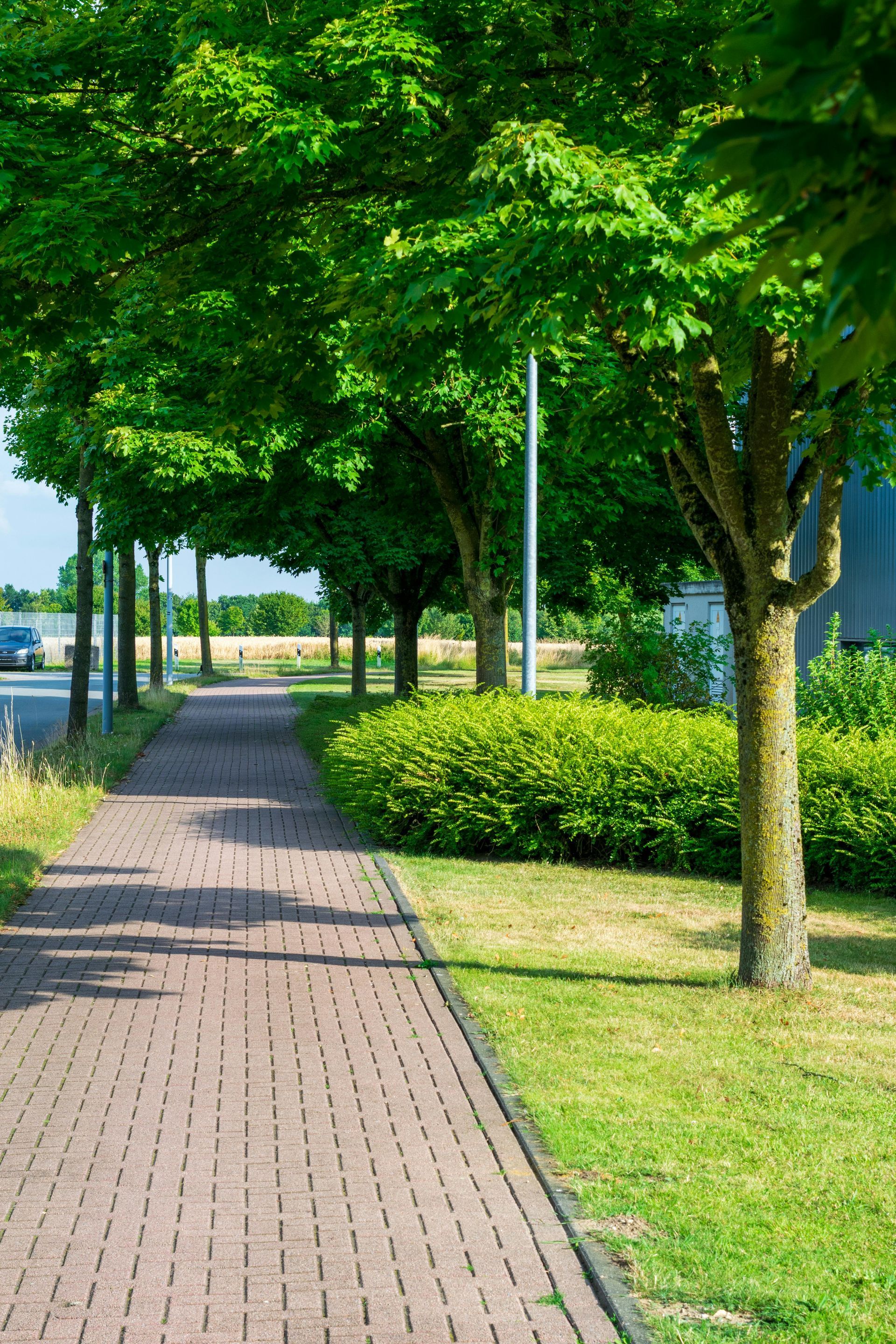 Tree-lined brick sidewalk beside green grass and hedges on a sunny day
