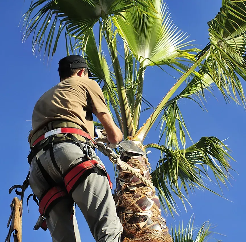 Man in safety harness trimming a tall palm tree against a blue sky.