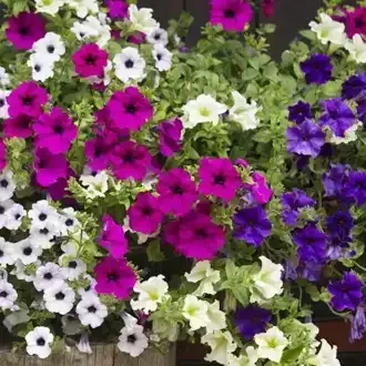 Bright pink, purple, and white petunias cascading from a wooden planter. Green foliage visible.
