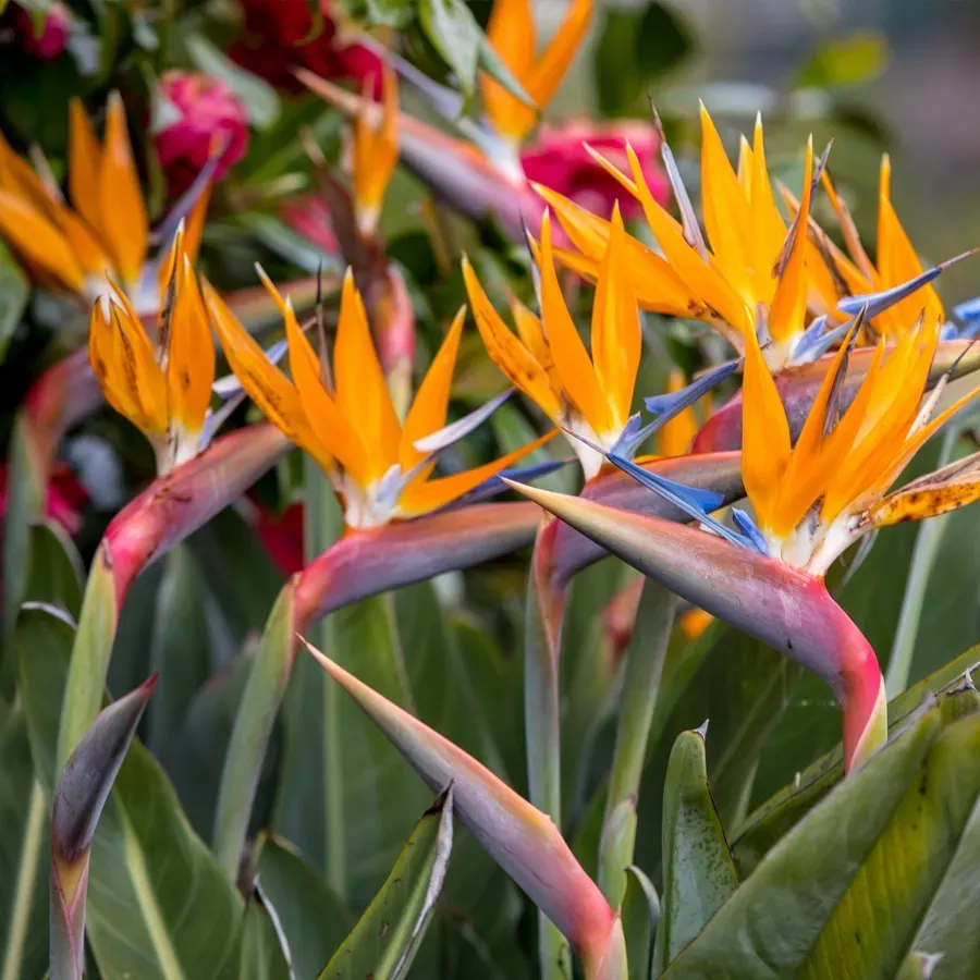 Bright orange bird-of-paradise flowers among green leaves in a garden