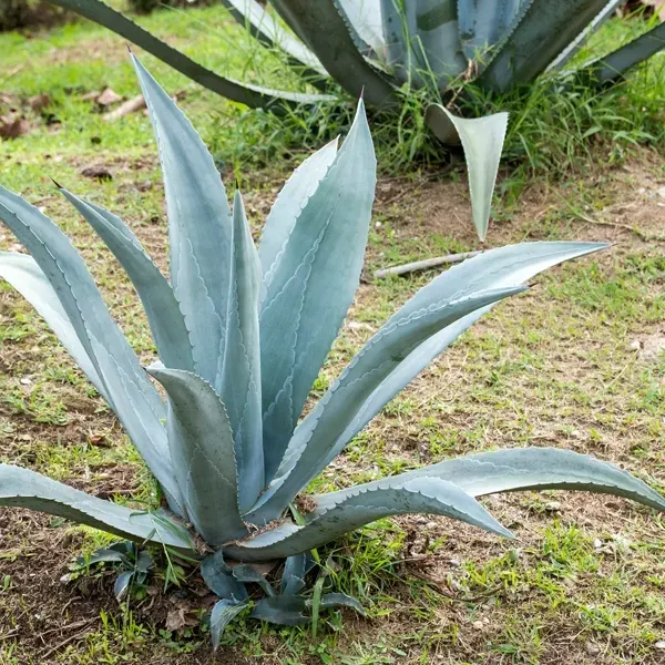 Blue-green agave plant with spiky leaves growing outdoors in dirt and grass.