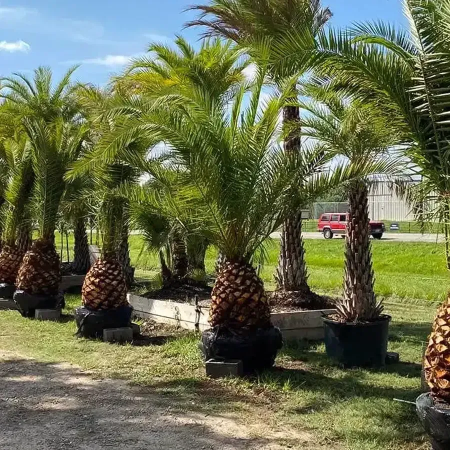 Potted palm trees lined up outdoors in a sunny nursery beside a grassy field