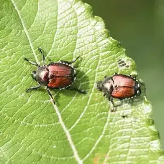 Rosehill Palms - How to Grow and Care for Canna Lilies - Japanese beetles