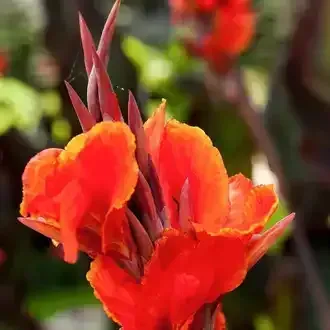 Rosehill Palms - How to Grow and Care for Canna Lilies - Red King Humbert