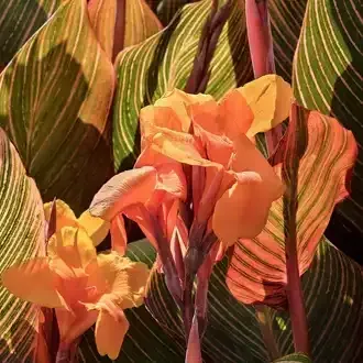 Rosehill Palms - How to Grow and Care for Canna Lilies - Tropicana