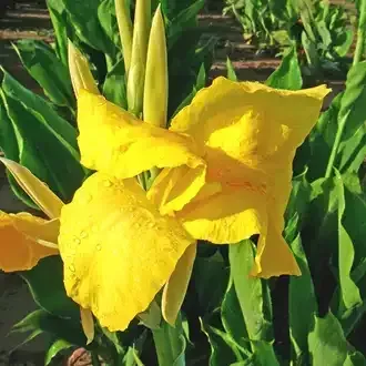 Rosehill Palms - How to Grow and Care for Canna Lilies - Yellow Futurity