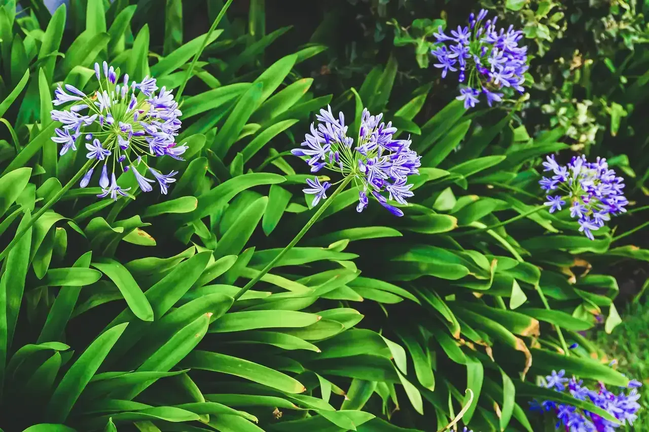 Care for Blue Lily of the Nile post image