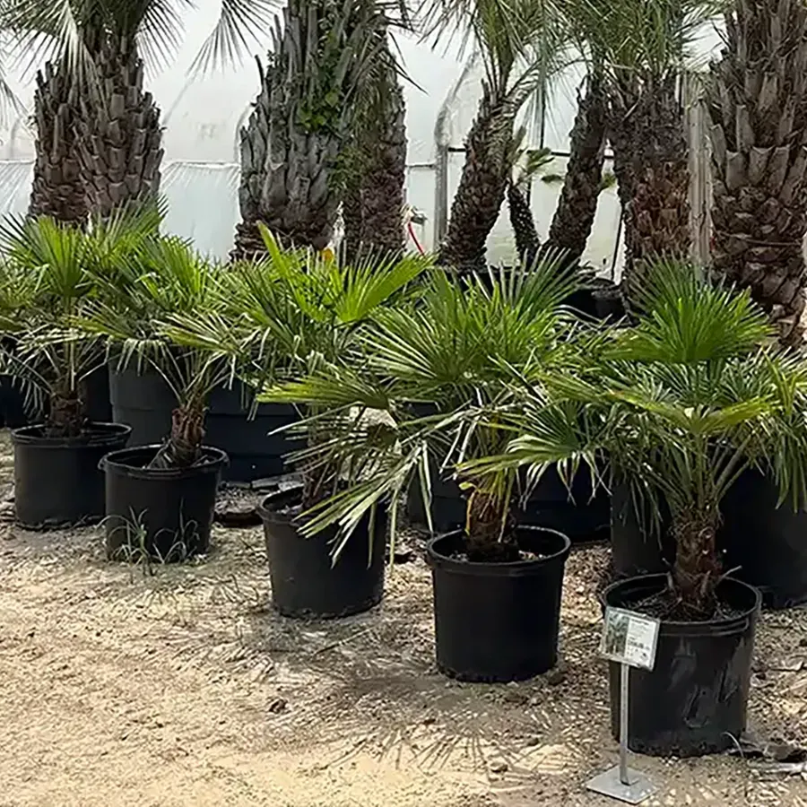 Potted palm trees lined up in a greenhouse or nursery setting