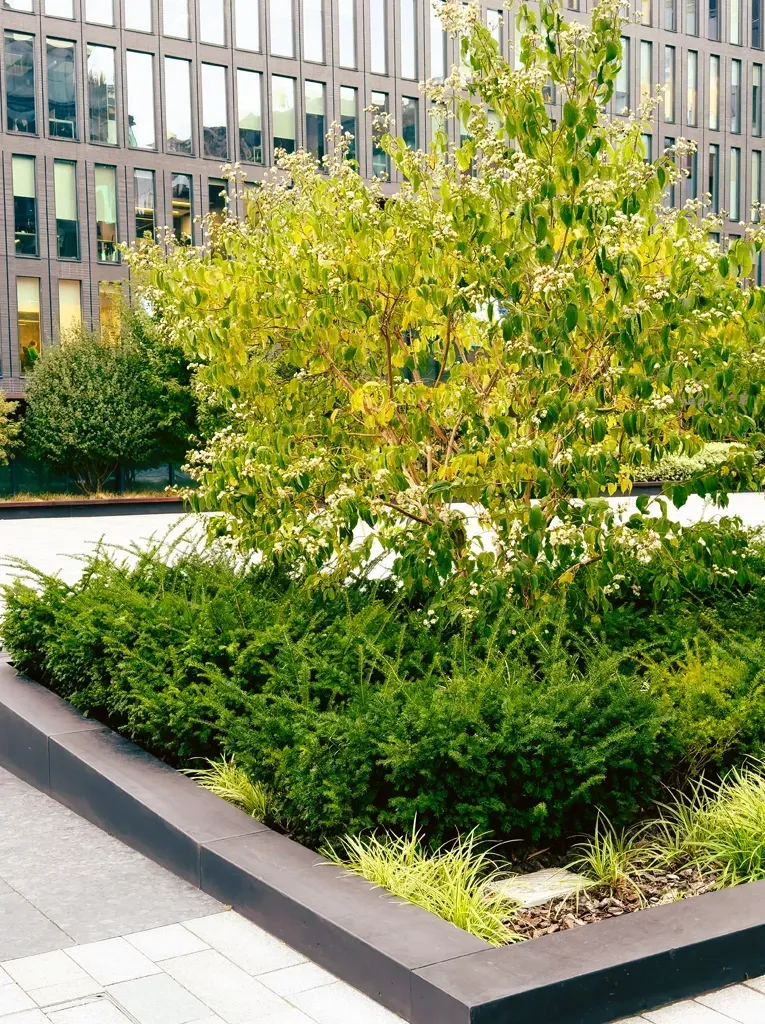 Landscaped planter with green shrubs and a small tree beside a modern office building