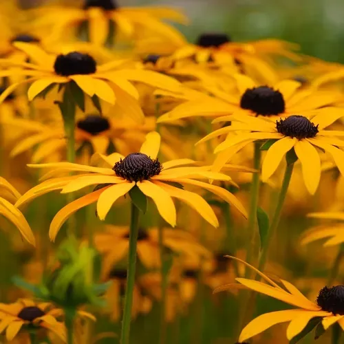 Yellow Black-Eyed Susans with dark centers bloom in a field.