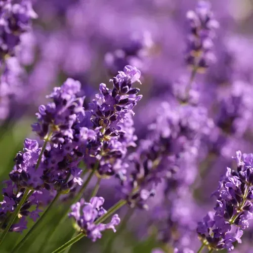 Purple lavender flowers in full bloom.