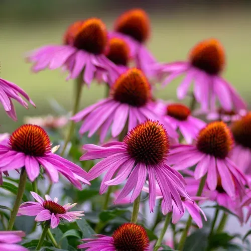 Purple coneflowers with orange centers bloom in a garden.