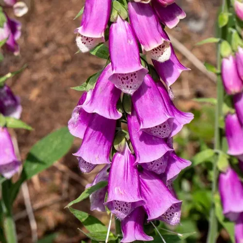 Purple foxglove flowers blooming on tall stalk, white speckled interiors.