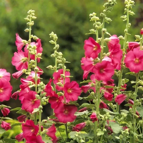 Tall hollyhocks with vibrant pink blooms against green foliage.