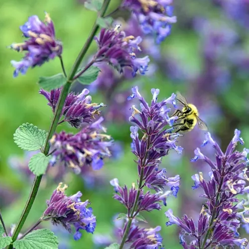 A bee on purple catmint flowers, green leaves, blurred green background.