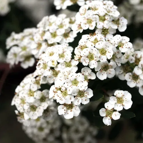 Close-up of white Spirea shrub blossoms. Many small, clustered flowers.