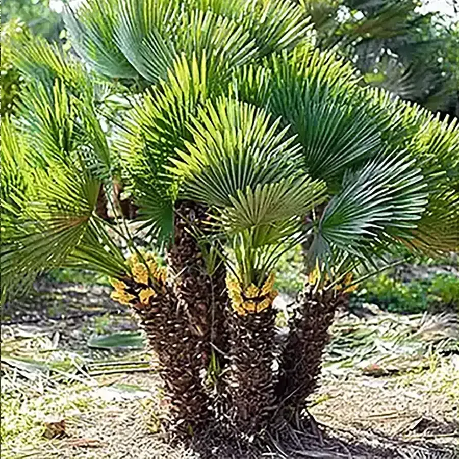 A small fan palm with dense green fronds in a sunny garden bed