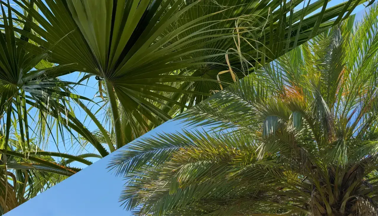 Fan Palms vs Date Palms: Which is the Best for Your Landscape? post blogimage