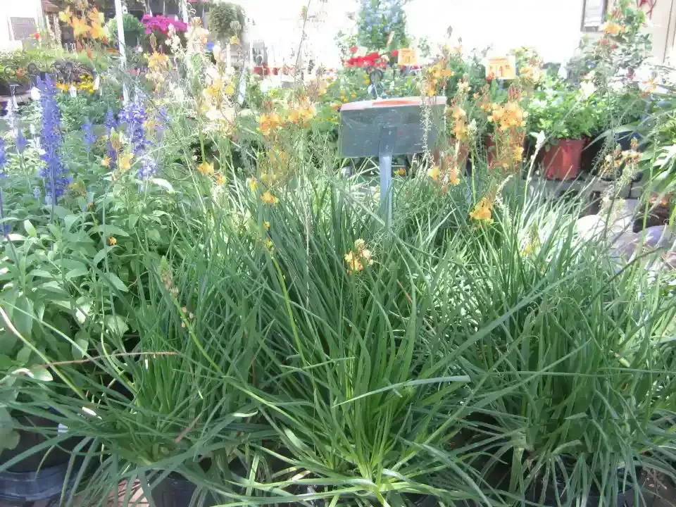 Green plants with yellow flowers at a plant nursery, with a sign in the center.