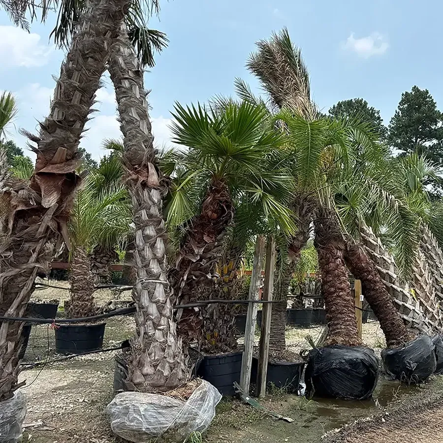 Young palm trees in black pots outdoors, with rocks and dry ground in a sunny nursery setting