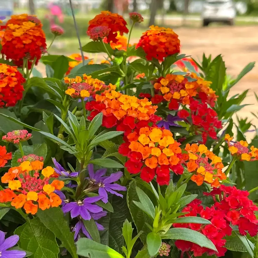 Bright orange, red, and purple flowers blooming in a garden bed