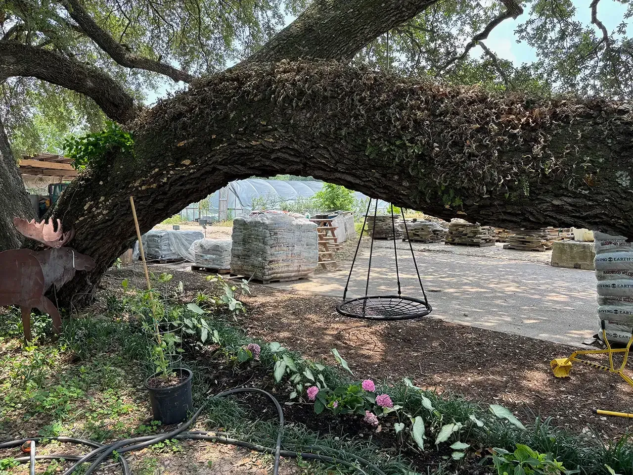 Large tree arching over a garden path, with flowers, potted plants, and a hanging swing in a yard