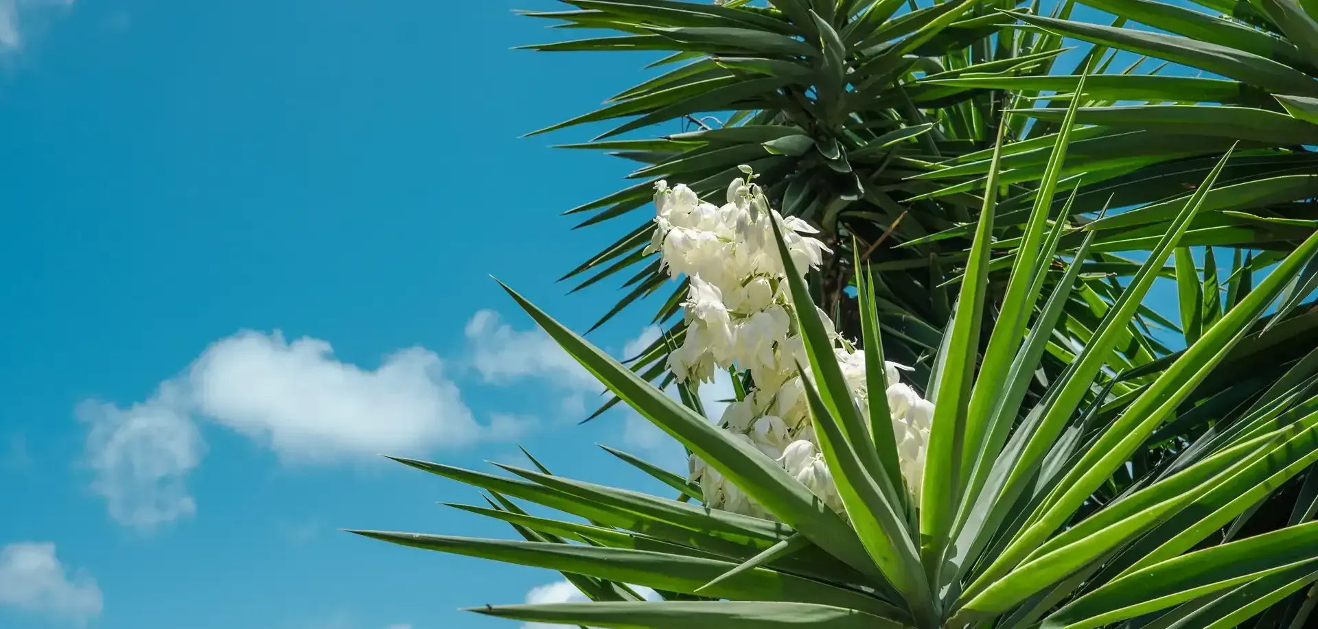 Yucca Plants: A Comprehensive Care Guide post image