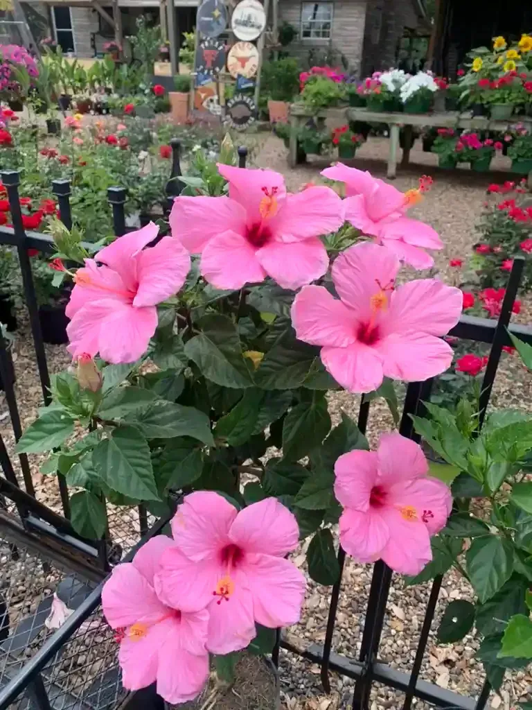 Pink hibiscus flowers bloom in a garden, with a black fence in front.