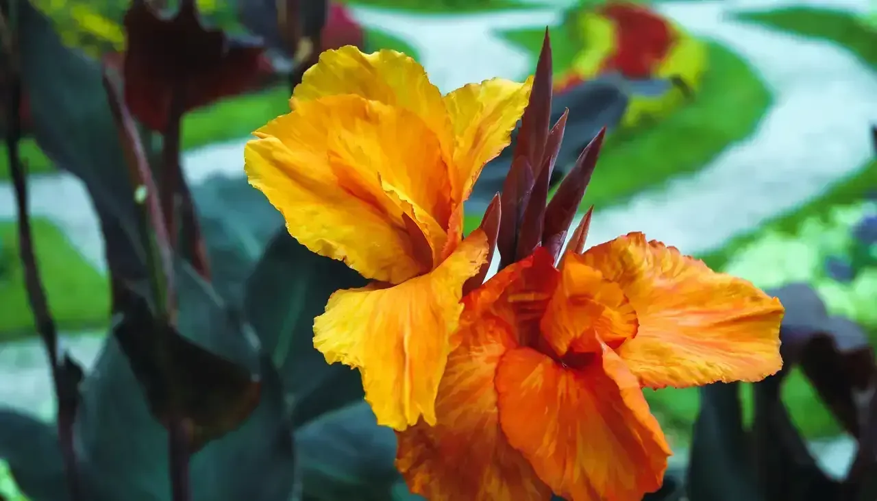 Rosehill Palms Plant Picks for Spring 2005 in Tomball - Canna Lily