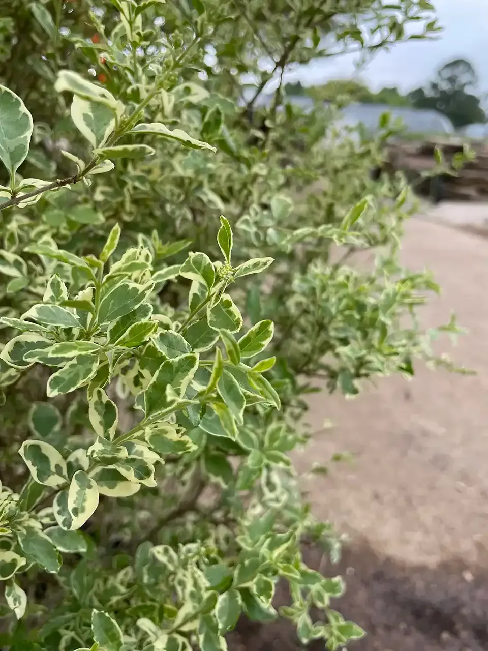 Green and white variegated shrub with a blurred background.