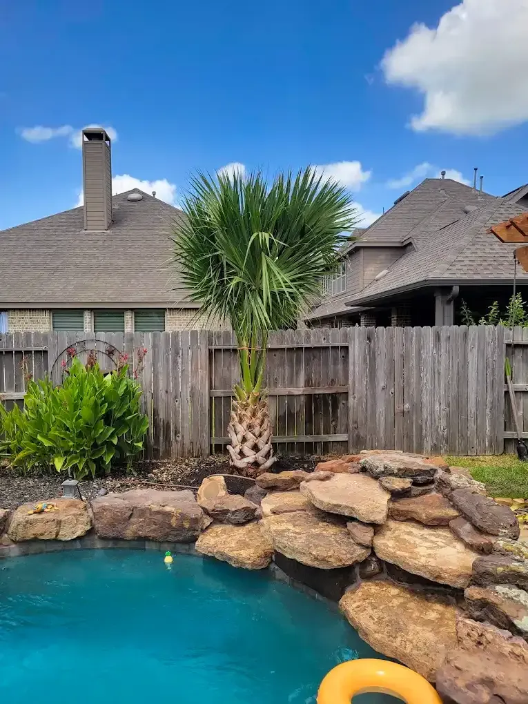 Palm tree next to a pool with rocks and a wooden fence, under a blue sky.