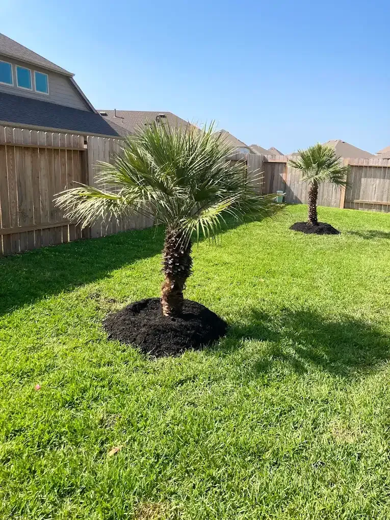 Two small palm trees in a backyard with wooden fences and green grass.