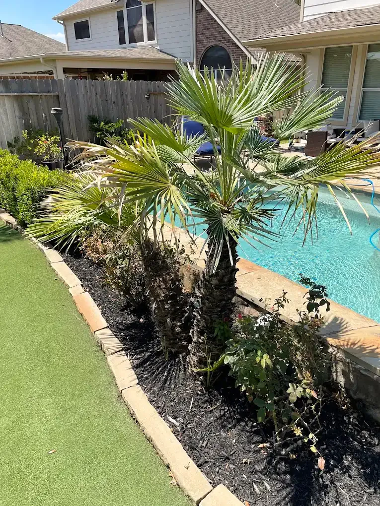 Backyard poolside palm tree beside a black mulch bed and green lawn with a house in the background