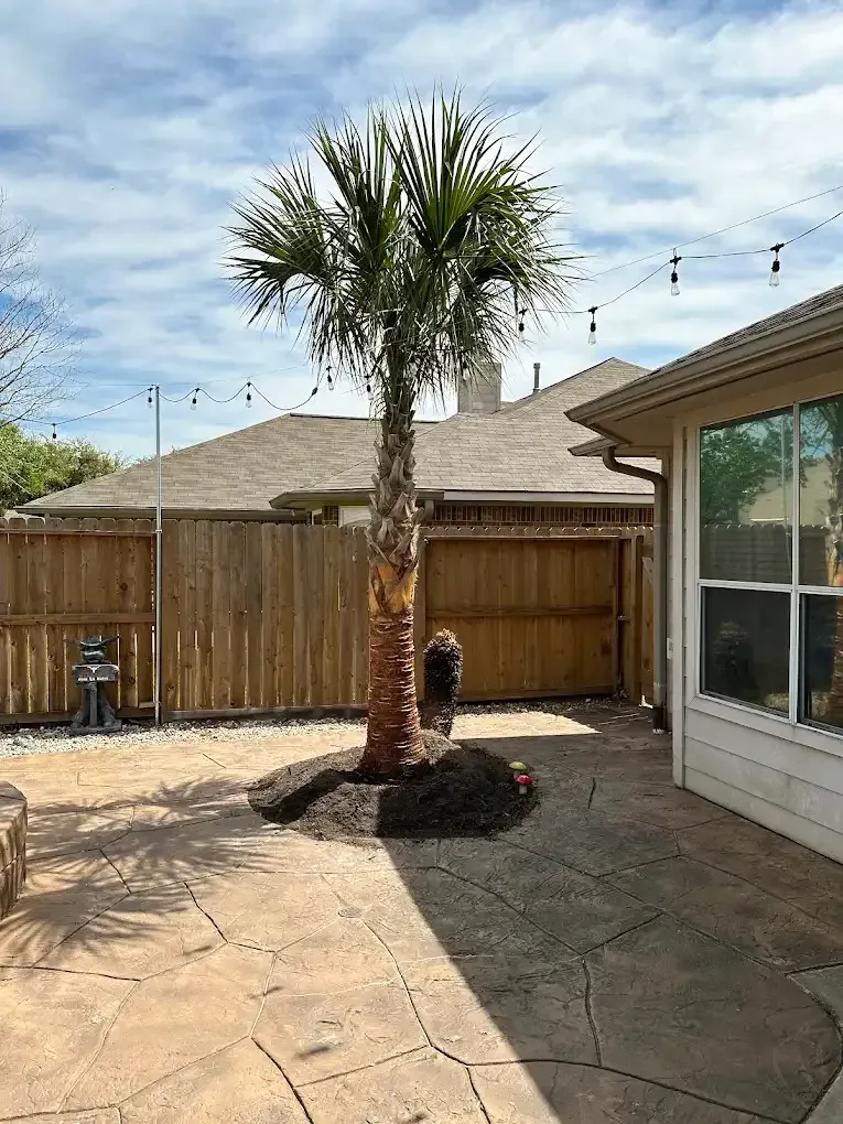 Palm tree in a backyard patio with a wooden fence and house.