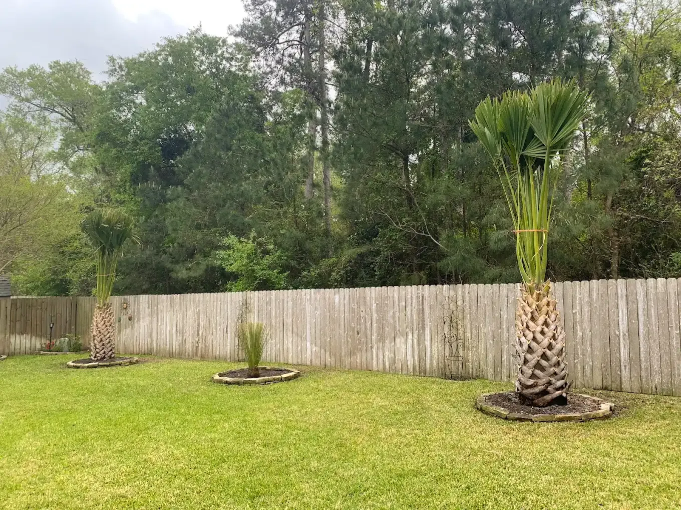 Three palm trees in a backyard with a wooden fence and green grass.
