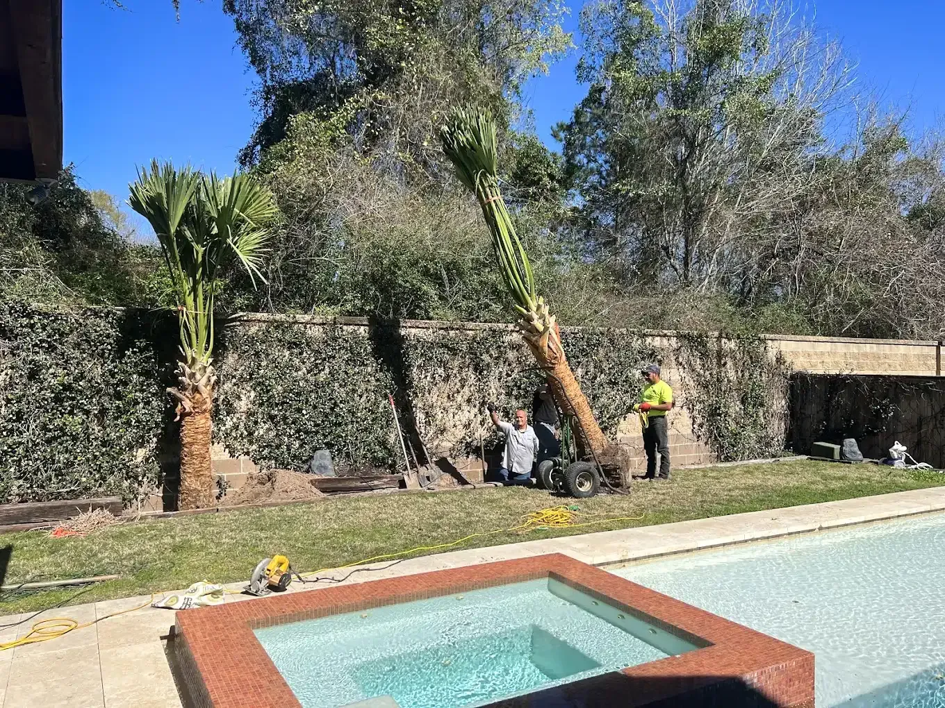 Backyard pool with two workers pruning tall palm trees beside a stone wall.