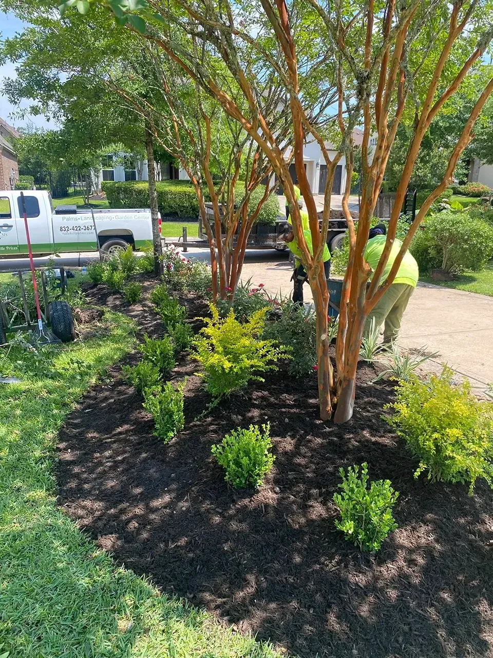 Mulched garden bed with small shrubs and a multi-trunk tree beside a driveway and parked truck